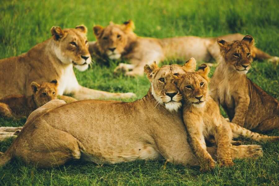 Pride of Lions at Masai Mara National Reserve in Kenya - book the best Africa wildebeest migration safari tour packages in Kenya and Tanzania with Adeli Kenya Safaris - the best tours and travel company in Kenya & Tanzania