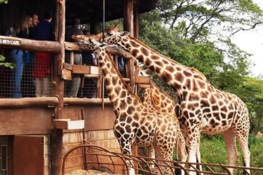 AFEW Giraffe Centre Nairobi safari tour excursion with Africa Kenya Safaris