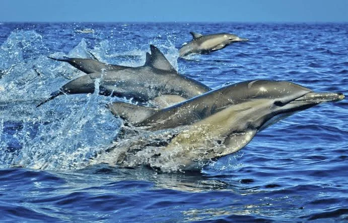 Best things to do in Diani swim with dolphins at Wasini Island book with Adeli Kenya Safaris