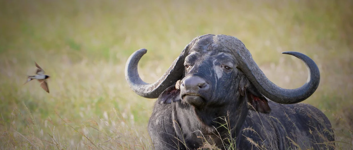 Cape Buffalo facts by Adeli Kenya Safaris scaled