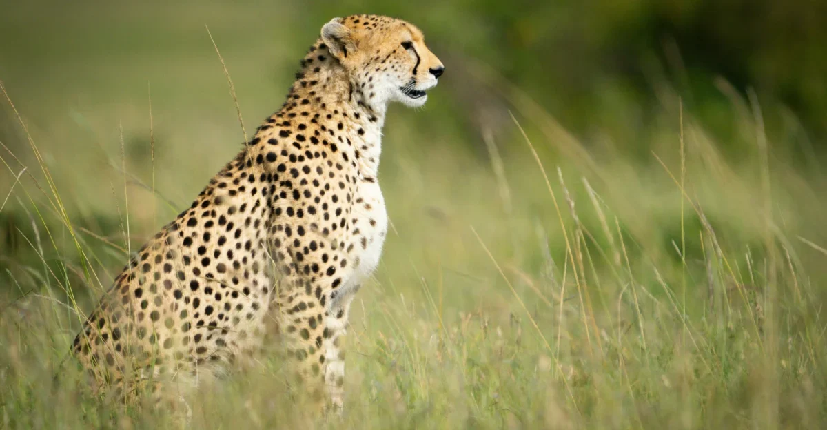 Cheetah at Masai Mara National Reserve in Kenya Book the best Africa safari in Kenya with Adeli Kenya Safaris scaled scaled