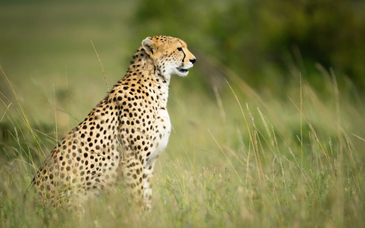 Cheetah at Masai Mara National Reserve in Kenya Book the best Africa safari in Kenya with Adeli Kenya Safaris scaled