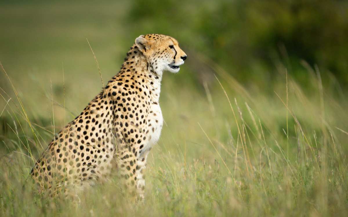 Cheetah at Masai Mara National Reserve in Kenya - Book the best Africa safari in Kenya with Adeli Kenya Safaris