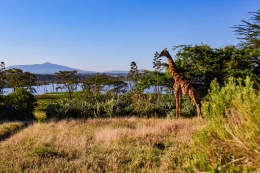 Crescent Island Lake Naivasha Kenya walking safari tour packages with Adeli Kenya Safaris 1