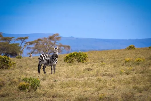 Crescent Island Lake Naivasha Kenya walking safari tour packages with Adeli Kenya Safaris 12