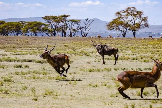 Crescent Island Lake Naivasha Kenya walking safari tour packages with Adeli Kenya Safaris 13
