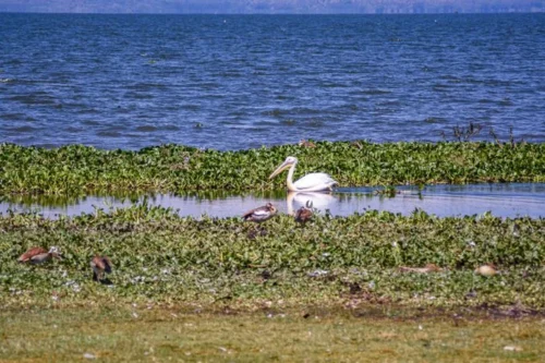 Crescent Island Lake Naivasha Kenya walking safari tour packages with Adeli Kenya Safaris 4