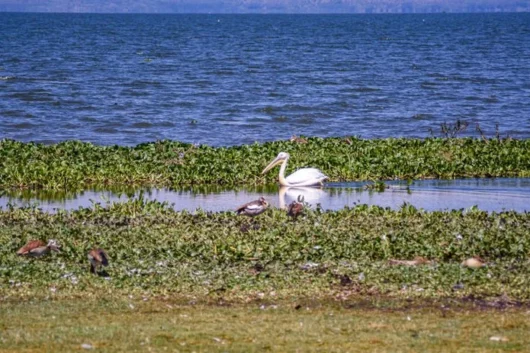 Lake Naivasha, Crescent Island & Hell’s Gate Park Full day Safari tour from Nairobi 17 Crescent Island Lake Naivasha Kenya walking safari tour packages with Adeli Kenya Safaris 4