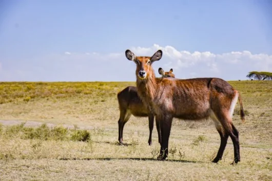 Lake Naivasha, Crescent Island & Hell’s Gate Park Full day Safari tour from Nairobi 16 Crescent Island Lake Naivasha Kenya walking safari tour packages with Adeli Kenya Safaris 5