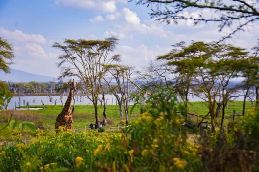 Crescent Island Lake Naivasha Kenya walking safari tour packages with Adeli Kenya Safaris 6