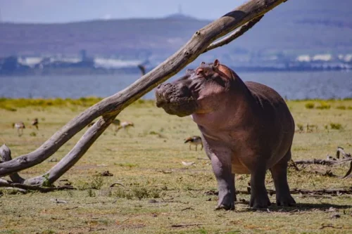 Crescent Island Lake Naivasha Kenya walking safari tour packages with Adeli Kenya Safaris 7