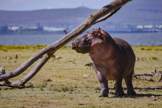 Crescent Island Lake Naivasha Kenya walking safari tour packages with Adeli Kenya Safaris 7