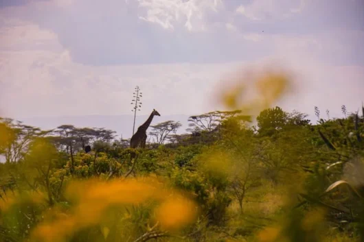 Crescent Island Lake Naivasha Kenya walking safari tour packages with Adeli Kenya Safaris 8