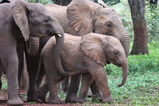 David SHeldrick Elephant Orphanage Nairobi city tour excursions with Adeli Kenya Safaris 1