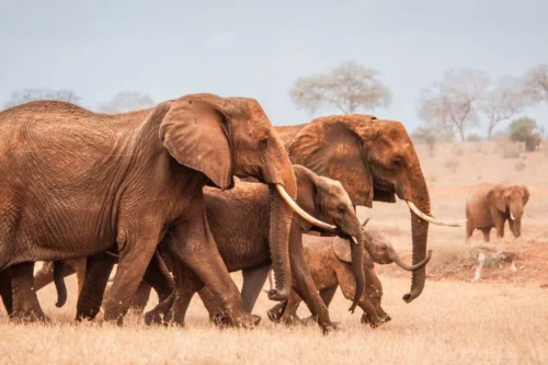 David SHeldrick Elephant Orphanage Nairobi city tour excursions with Adeli Kenya Safaris 10