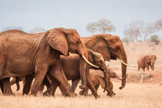 David SHeldrick Elephant Orphanage Nairobi city tour excursions with Adeli Kenya Safaris 10
