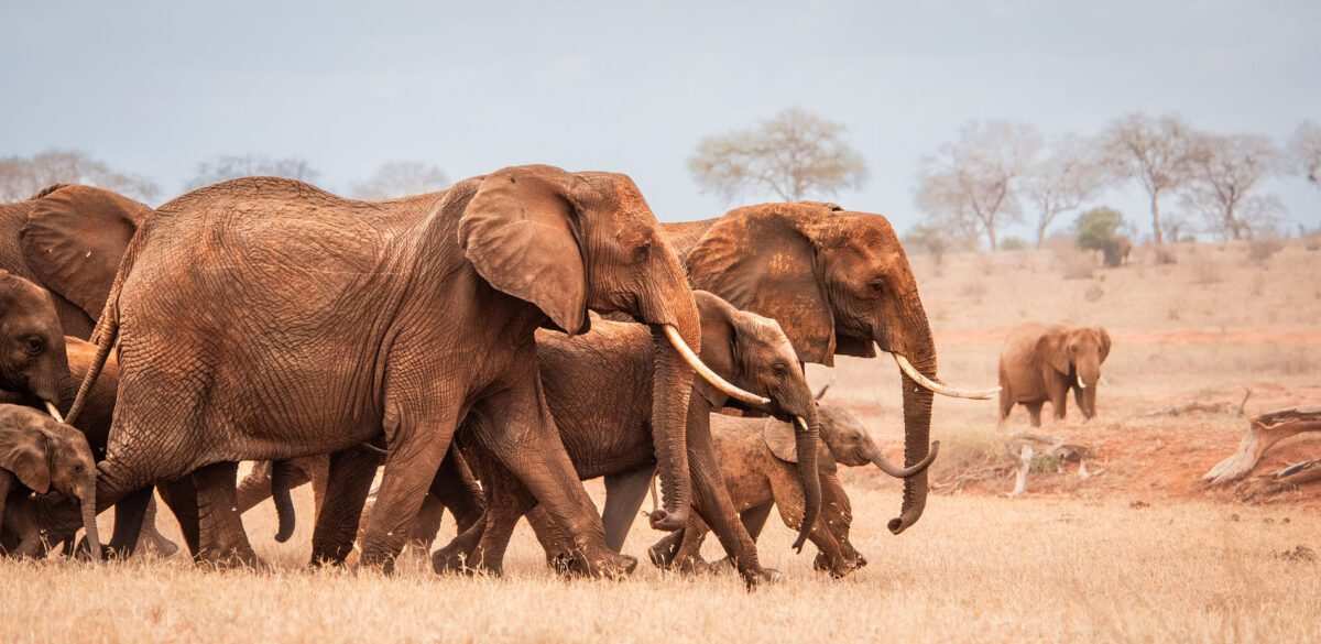 David SHeldrick Elephant Orphanage Nairobi city tour excursions with Adeli Kenya Safaris 10