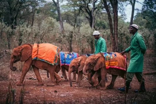 David SHeldrick Elephant Orphanage Nairobi city tour excursions with Adeli Kenya Safaris 11