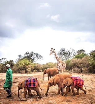 David SHeldrick Elephant Orphanage Nairobi city tour excursions with Adeli Kenya Safaris 12