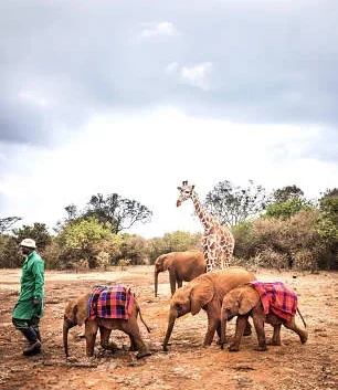 David SHeldrick Elephant Orphanage Nairobi city tour excursions with Adeli Kenya Safaris 12