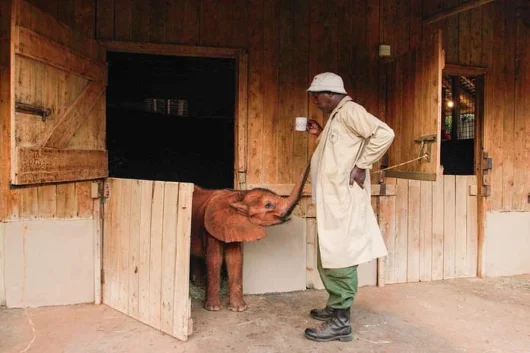 David SHeldrick Elephant Orphanage Nairobi city tour excursions with Adeli Kenya Safaris 2
