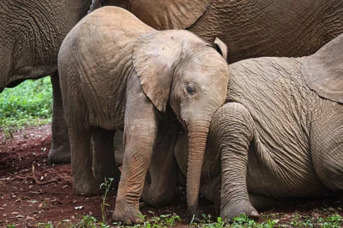 David SHeldrick Elephant Orphanage Nairobi city tour excursions with Adeli Kenya Safaris 3