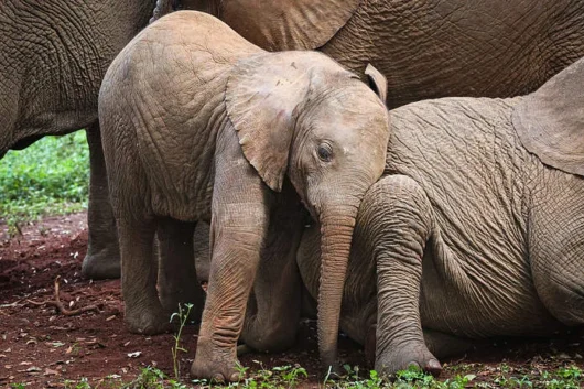 David SHeldrick Elephant Orphanage Nairobi city tour excursions with Adeli Kenya Safaris 3