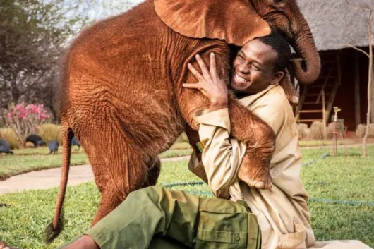 David SHeldrick Elephant Orphanage Nairobi city tour excursions with Adeli Kenya Safaris 5