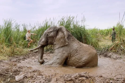 David SHeldrick Elephant Orphanage Nairobi city tour excursions with Adeli Kenya Safaris 8