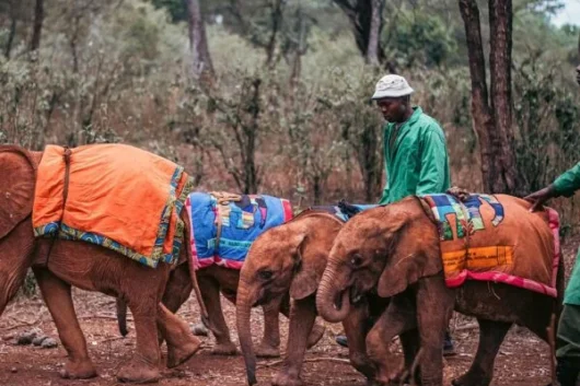 David SHeldrick Elephant Orphanage Nairobi city tour excursions with Adeli Kenya Safaris 9