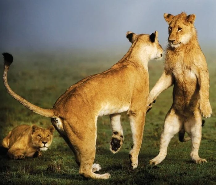 Explore Mara North Conservancy Masai Mara National Reserve and see beig Cats Big 5 with Adeli Kenya Safaris