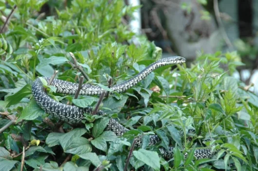 Explore Nairobi Snake Park on Nairobi city tour excursion with Adeli Kenya Safaris