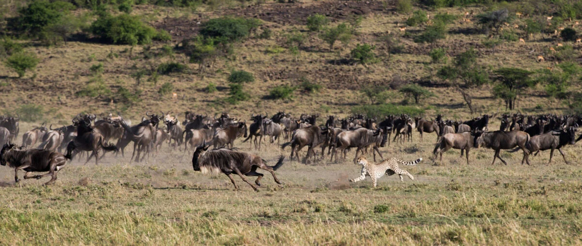 Explore Olare Motorogi conservancy Masai Mara with Adeli Kenya Safaris