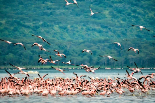 Flamingos at Lake Nakuru National Park Kenya safari tour packages with Adeli Kenya Safaris scaled scaled