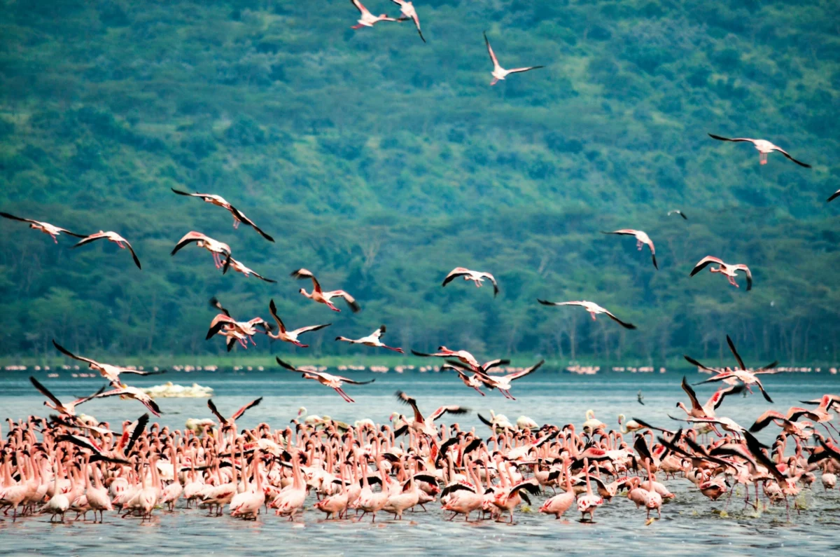 Flamingos at Lake Nakuru National Park Kenya safari tour packages with Adeli Kenya Safaris scaled
