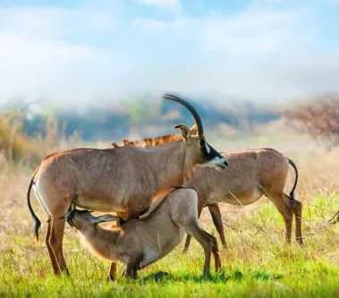 Hells Gate National Park Lake Naivasha Kenya hiking and cycling safaris with Adeli Kenya Safaris 6