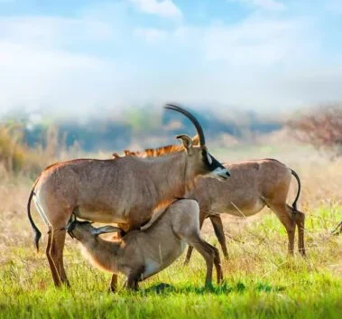Hells Gate National Park Lake Naivasha Kenya hiking and cycling safaris with Adeli Kenya Safaris 6