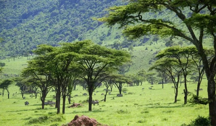 Kenya Rainfall Calendar Guide to plan your Kenya safari by Adeli Kenya Safaris