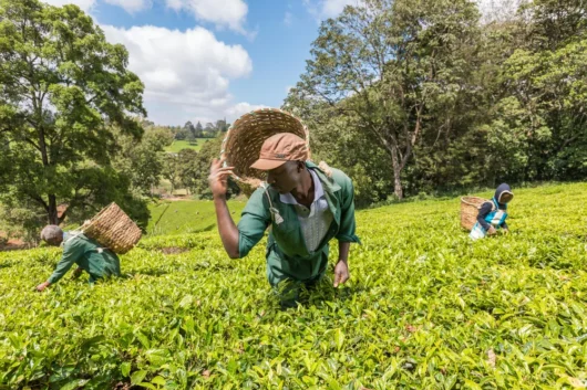 Kiambethu Tea Farm Nairobi City Excursion Tour with Adeli Kenya Safaris 5