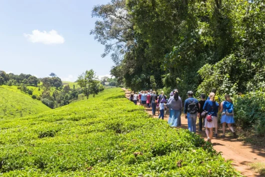 Kiambethu Tea Farm Nairobi City Excursion Tour with Adeli Kenya Safaris