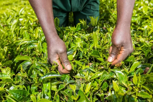 Kiambethu Tea Farm Nairobi City Excursion Tour with Adeli Kenya Safaris 6