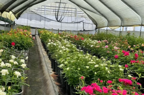 Lake Naivasha Flower Farms Agricultural Tour from Nairobi with Adeli Kenya Safaris 2