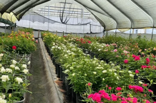 Lake Naivasha Flower Farms Agricultural Tour from Nairobi with Adeli Kenya Safaris 2