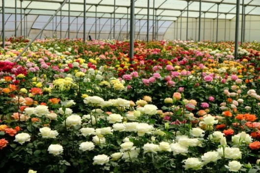 Lake Naivasha Flower Farms Agricultural Tour from Nairobi with Adeli Kenya Safaris 3