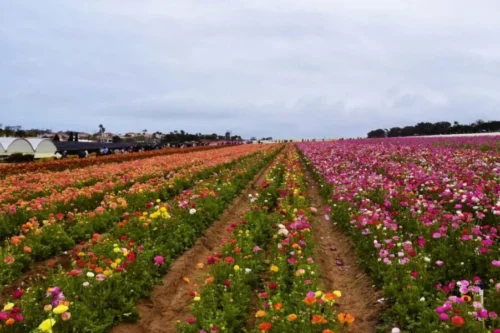 Lake Naivasha Flower Farms Agricultural Tour from Nairobi with Adeli Kenya Safaris 5