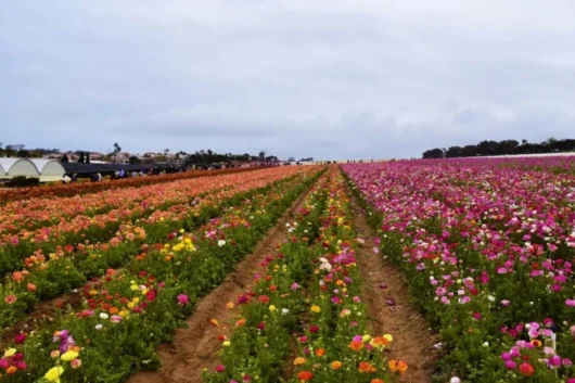 Lake Naivasha Flower Farms Agricultural Tour from Nairobi with Adeli Kenya Safaris 5