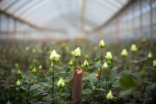 Lake Naivasha Flower Farms Agricultural Tour from Nairobi with Adeli Kenya Safaris