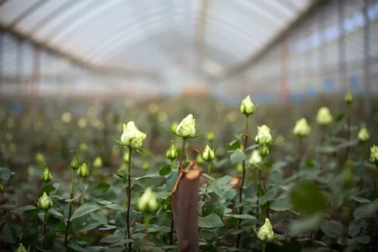 Lake Naivasha Flower Farms Agricultural Tour from Nairobi with Adeli Kenya Safaris