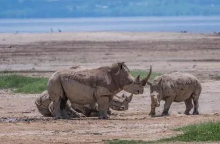 Lake Nakuru National Park Kenya wildlife safaris and bird watching tours with Adeli Kenya Safaris 1
