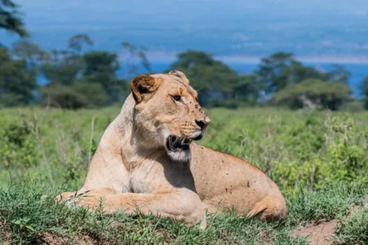 Lake Nakuru National Park Kenya wildlife safaris and bird watching tours with Adeli Kenya Safaris 10